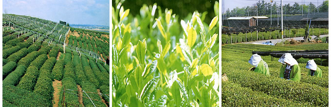正念寺:歴史とお茶のまち西尾